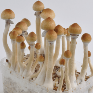 Buy Psilocybe cubensis online