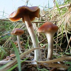 Buy Psilocybe cyanescens online